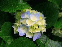 a pretty flower