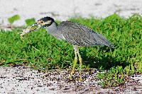 A Yellow-Crowned Night-Heron preying upon a ghost crab.